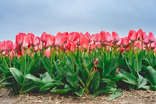 Découvrez les secrets d'une rénovation réussie à bordeaux