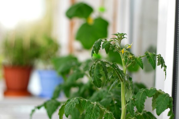 Pourquoi cultiver des tomates naines sur un balcon est une excellente idée ?